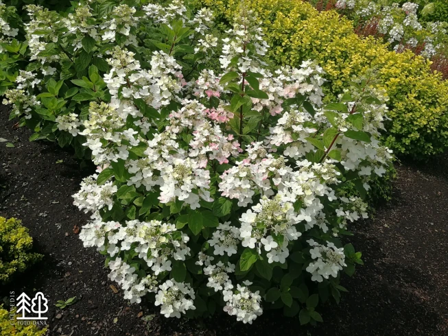 Hydrangea paniculata   MAGICAL FIRE = 'Bokraplume'